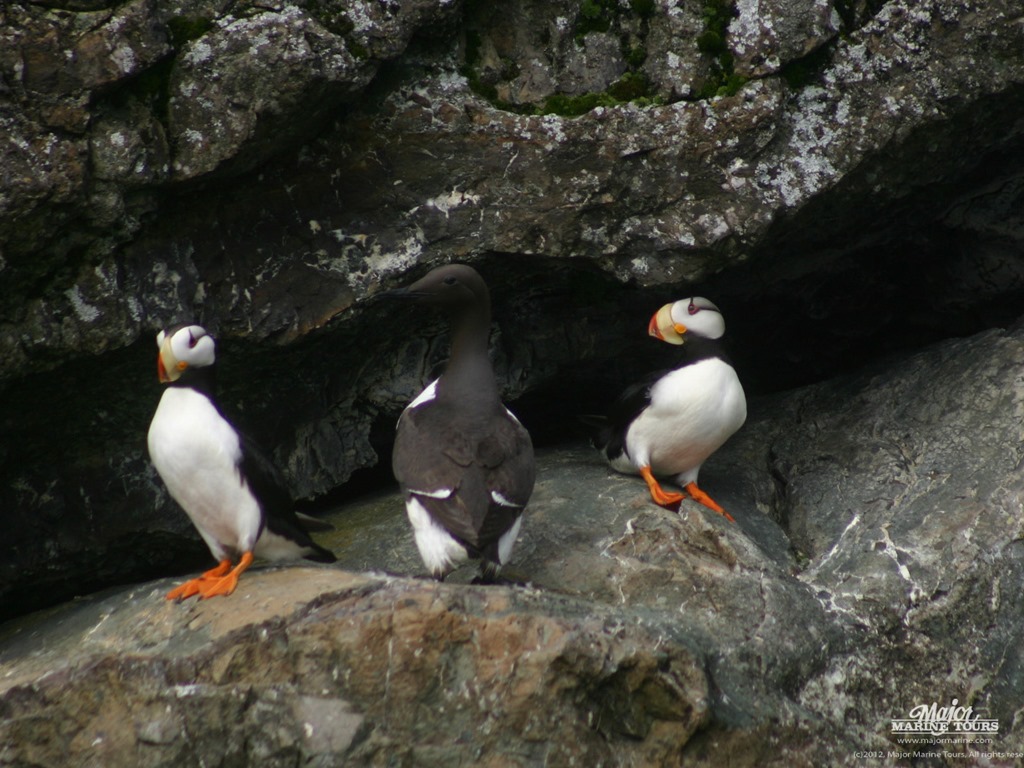 [Common%2520Murre%2520and%2520Puffins%255B2%255D.jpg]