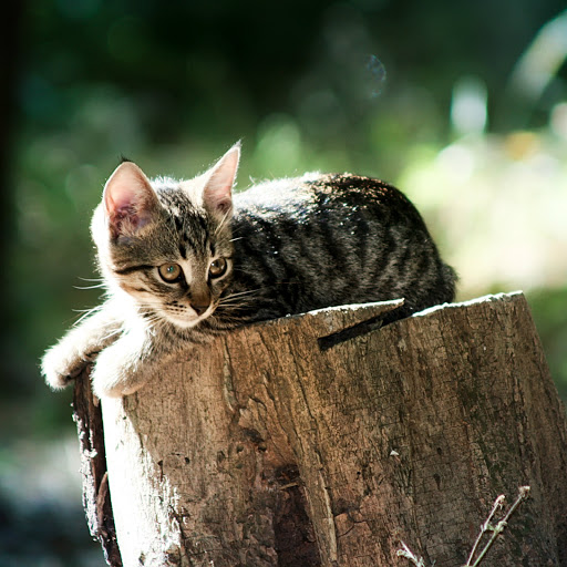 Hd-186303-ascw186303