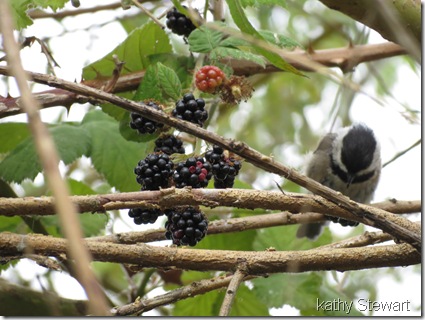 Black Cap Chickadee eating Blackberries