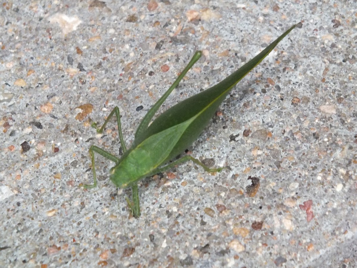 Katydid