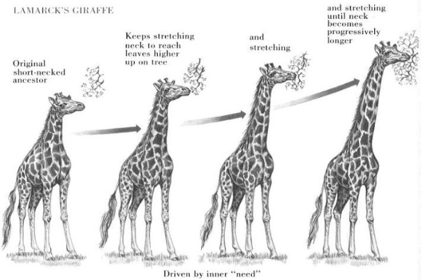 Evolution of long neck in giraff as per use and disuse of organs