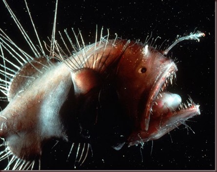 Amazing Animals Pictures Angler Fish (1)