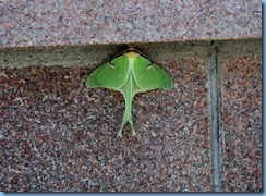 7988 Ontario Trans-Canada Highway 17 (TC-11) Thunder Bay - Terry Fox Scenic Lookout - rare sighting of a Luna Moth