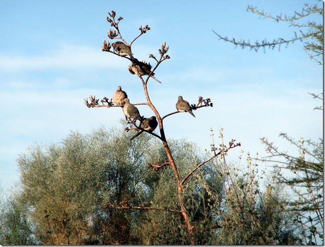 6 Doves in an Agave 12-3-2012 8-59-23 AM 2904x2202