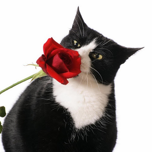 Hd-177547-ascw177547