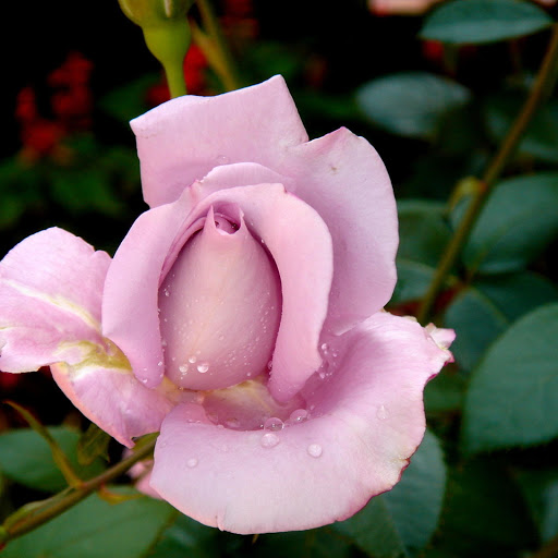 Hd-171384-ascw171384