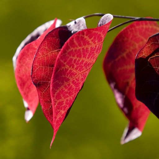 Hd-141813-ascw141813