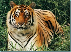 bengal_tiger
