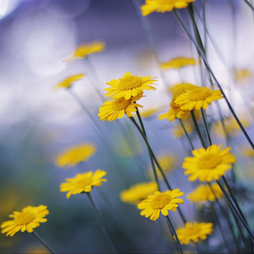 Hd-141960-ascw141960