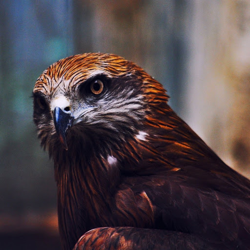 Hd-150519-ascw150519