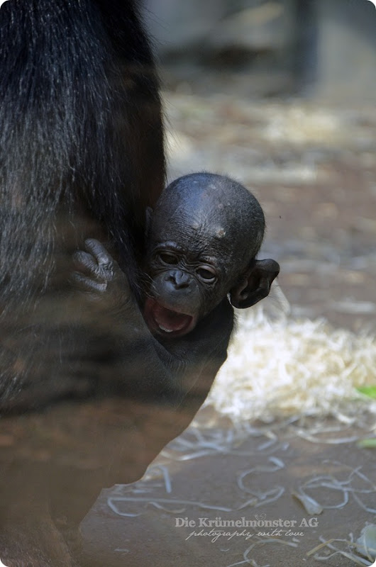 Zoo Frankfurt Bonobo 150813 (2)