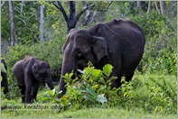 _P6A1744_wild_elephants_mudumalai_bandipur_sanctuary 