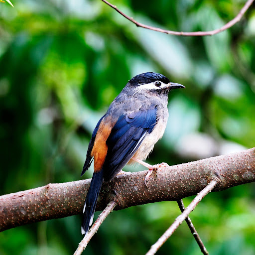 Hd-142705-ascw142705