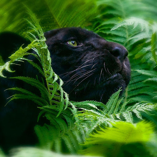 Hd-141596-ascw141596