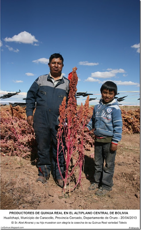 Productores de Quinua Real  en el Altiplano Central de Bolivia -LaQuinua.blogspot.com-Ruben Miranda
