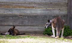 Kangaroo Exotic Game Park