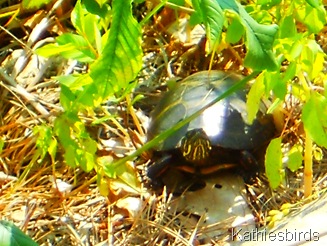 2. bog turtle 2012-kab