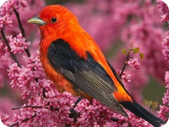 uccello uccello