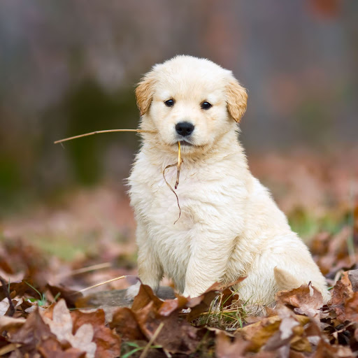 Hd-155945-ascw155945