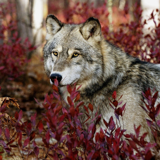 Hd-173293-ascw173293