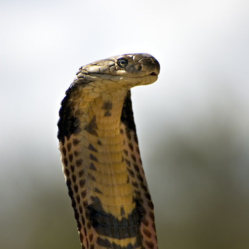 Hd-156153-ascw156153