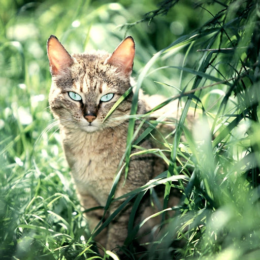 Hd-170420-ascw170420