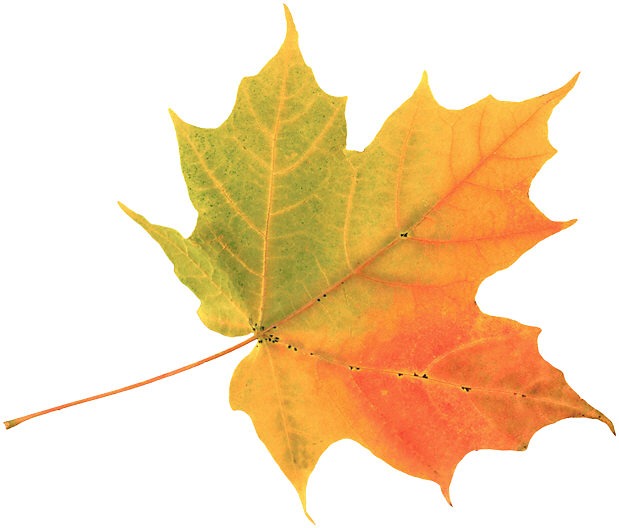 [fall-leaf4.jpg]