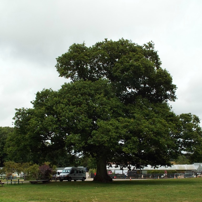 [a%2520mighty%2520oak%2520tree%2520at%2520aldingbourne%2520country%2520centre%255B6%255D.jpg]