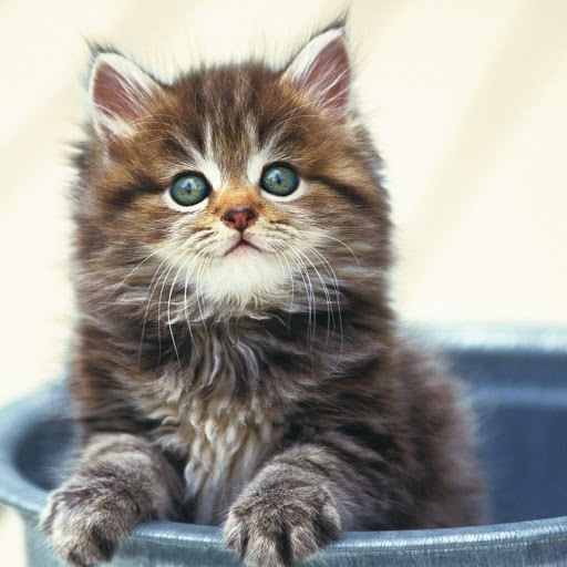 Hd-146617-ascw146617