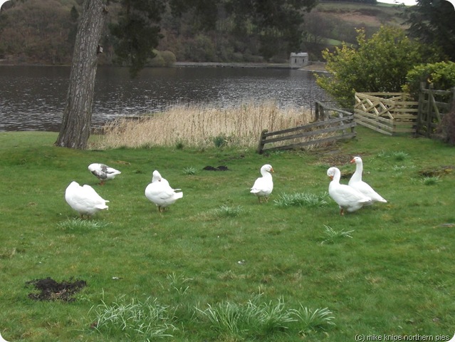 reservoir geese
