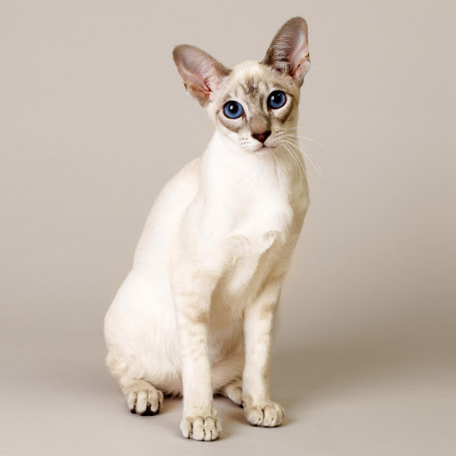 Hd-182101-ascw182101