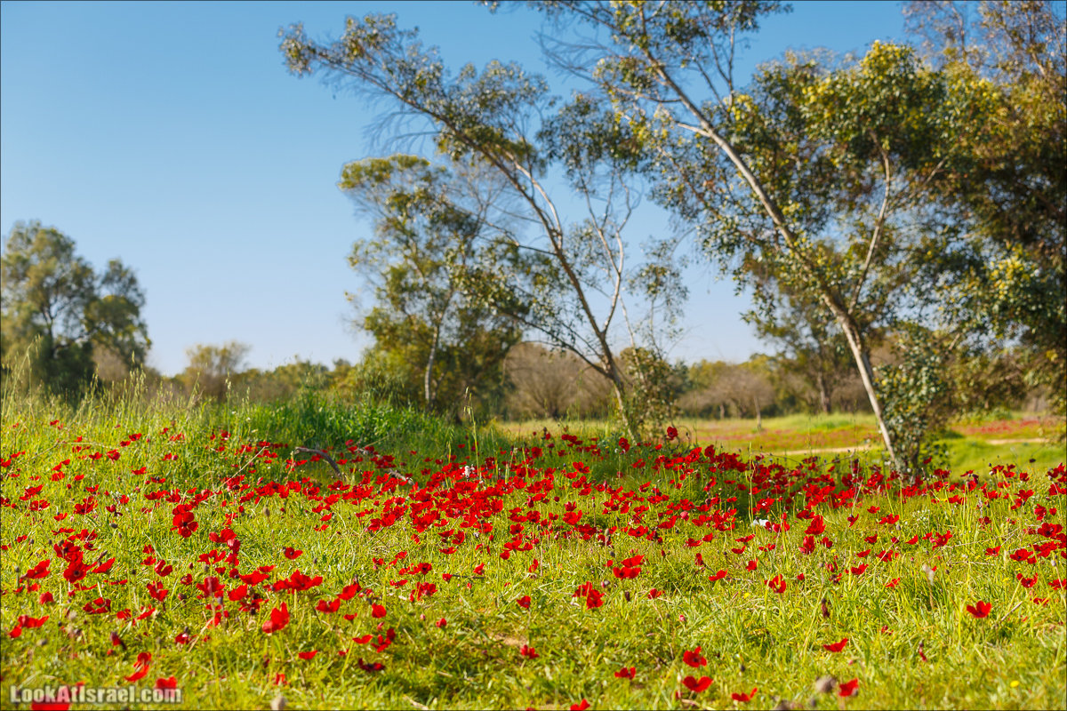 Анемоны (каланиет) пустыни Негев - Фестиваль Даром Адом в LookAtIsrael.com - Фото путешествия по Израилю | Red South festival of anemones in Negev | דרום אדום - קלניות בבארי