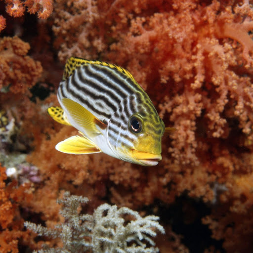 Hd-148055-ascw148055