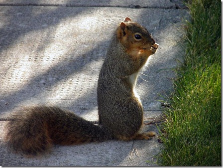 Nov-Squirrel