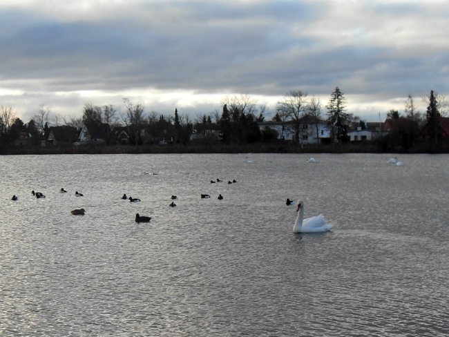 Damhussøen, januar 2013