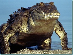 american-crocodile