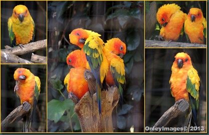 colorful birds collage