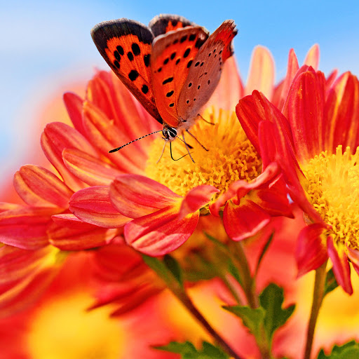 Hd-186180-ascw186180