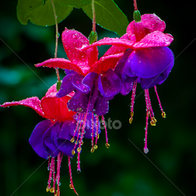 Fuschia by Dave Martin - Flowers Flower Arangements