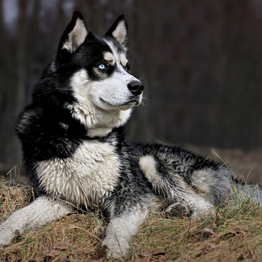 Hd-181739-ascw181739