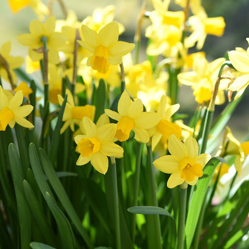 Hd-186330-ascw186330