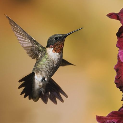 Hd-174092-ascw174092