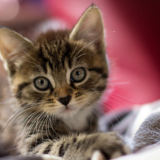 Hd-148555-ascw148555