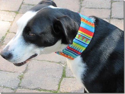 pretty fabric collars for dogs