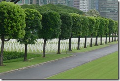 Beautiful trees at the Manila American Cemetery
