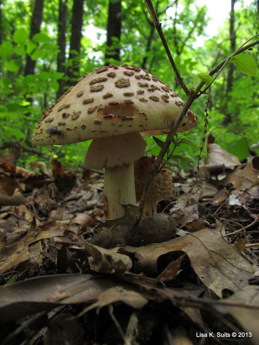 Amanita rubescens (2)