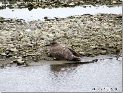 young gull