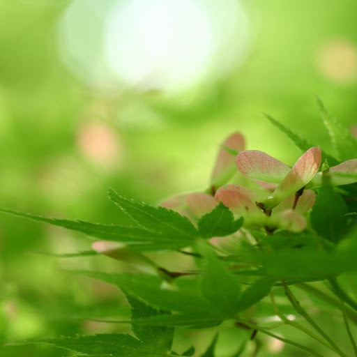 Hd-150285-ascw150285