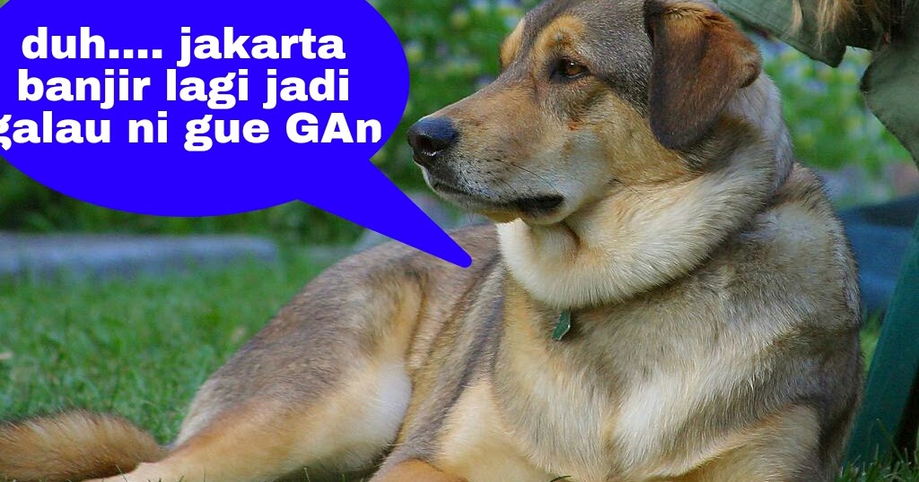 52+ Gambar Kata Kata Anjing