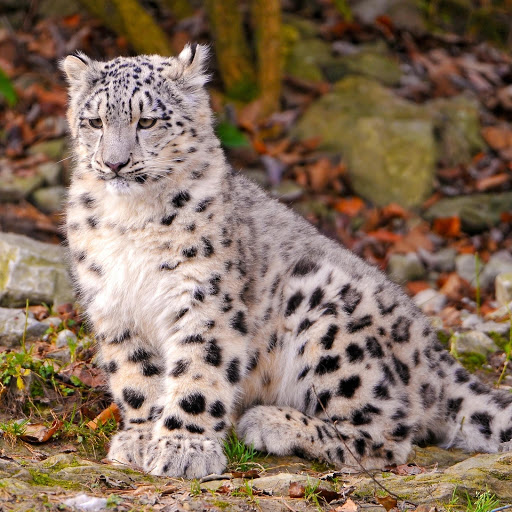 Hd-181155-ascw181155